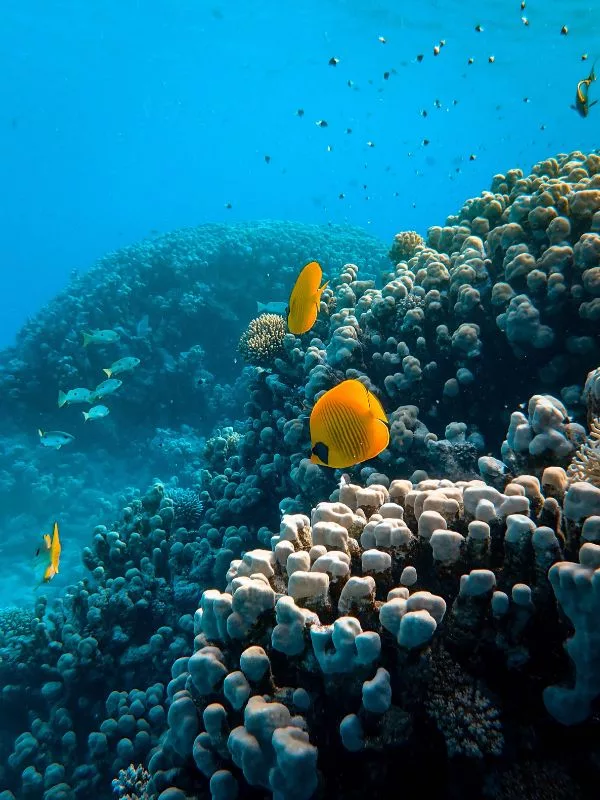 snorkeling mar rosso egitto pesci tropicali vacanza a gennaio
