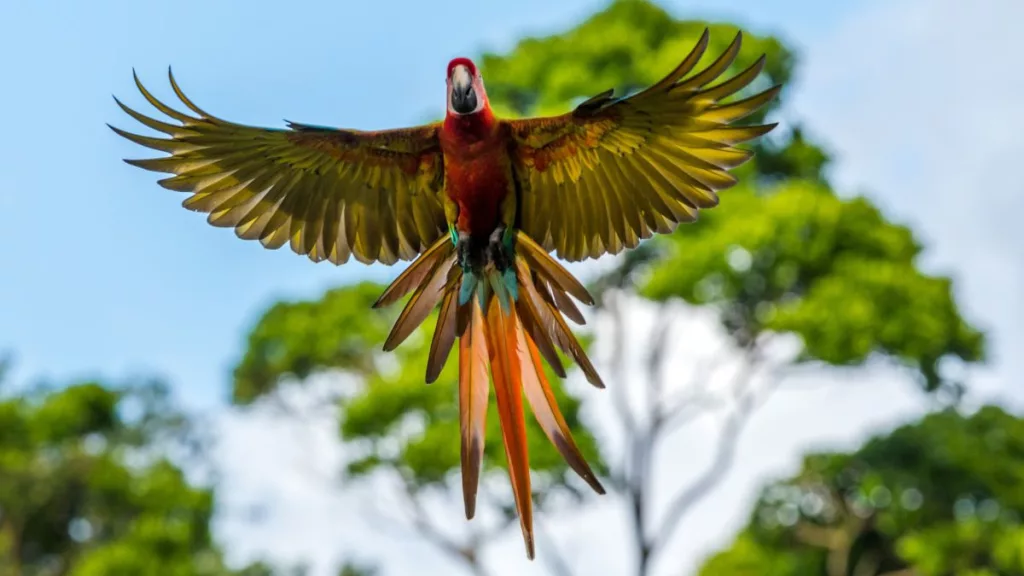 pappagallo costa rica vacanza a febbraio