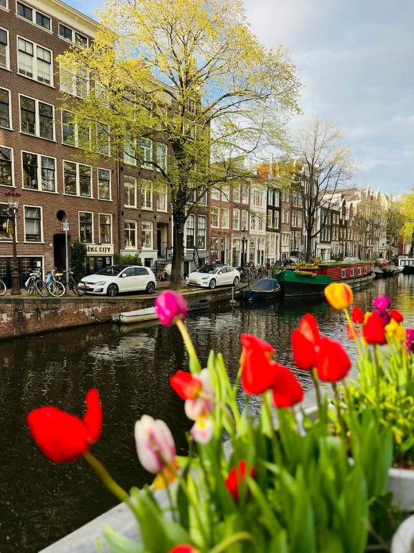 Case tradizionali olandesi lungo i canali di Amsterdam durante la fioritura dei tulipani per una vacanza ad aprile
