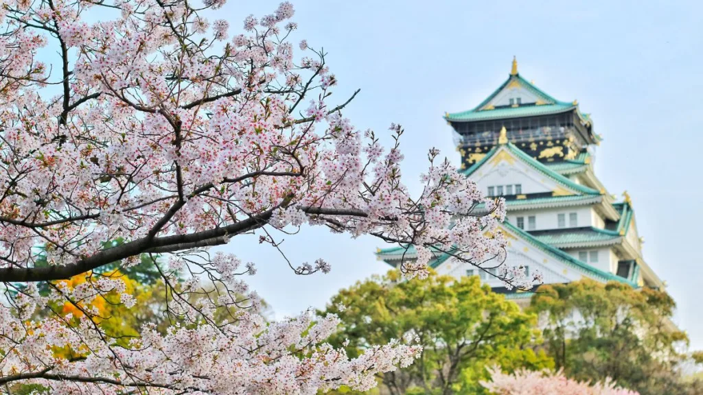 sakura in fiore giappone a marzo