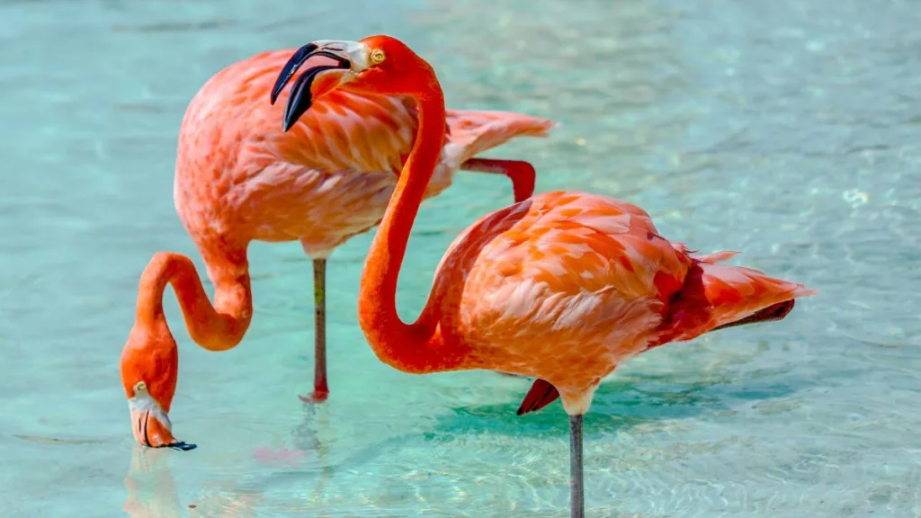 Fenicotteri rosa Flamingo Beach Aruba maggio spiaggia turchese