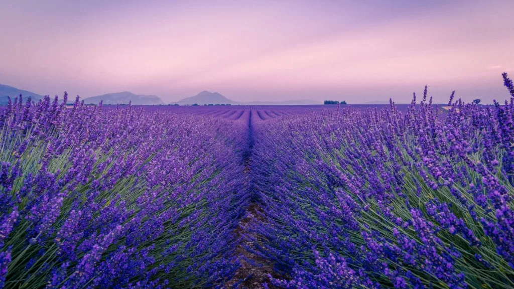 lavanda provenza giugno