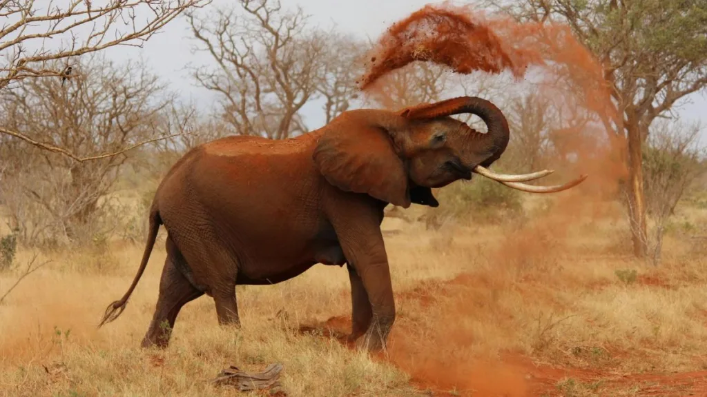 Safari nel Kruger National Park in Sud Africa a ottobre, meta esotica ideale per rigenerare il sistema nervoso con la neuroestetica della natura selvaggia